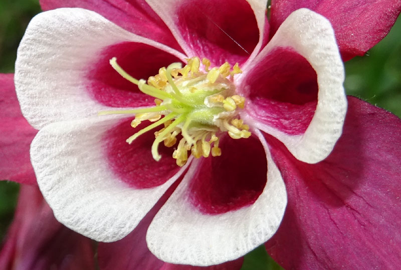 Aquilegia caerulea ''Rotstern''